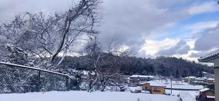 ずぶ濡れのハト